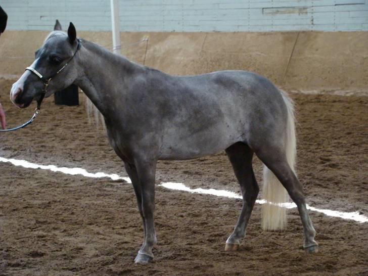 Amerikansk Miniature  NKG silver Socks - foto- charlotte Kyhl billede 6