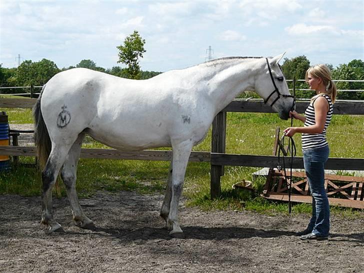 Lusitano Querida billede 7