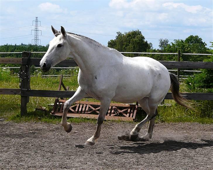 Lusitano Querida billede 8