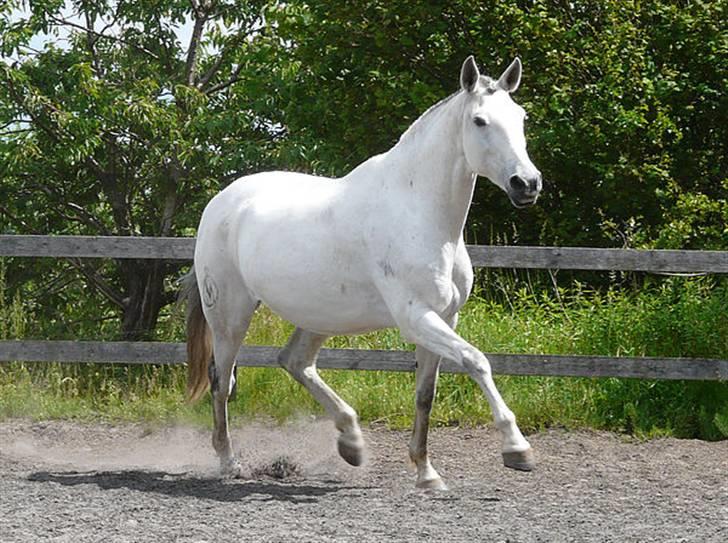 Lusitano Querida billede 9
