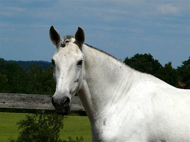 Lusitano Querida billede 10