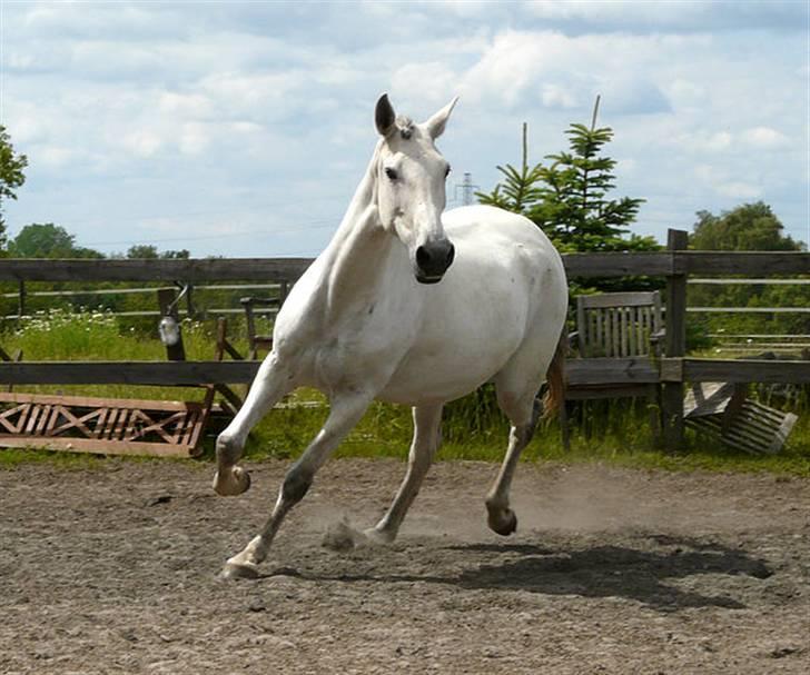 Lusitano Querida billede 11
