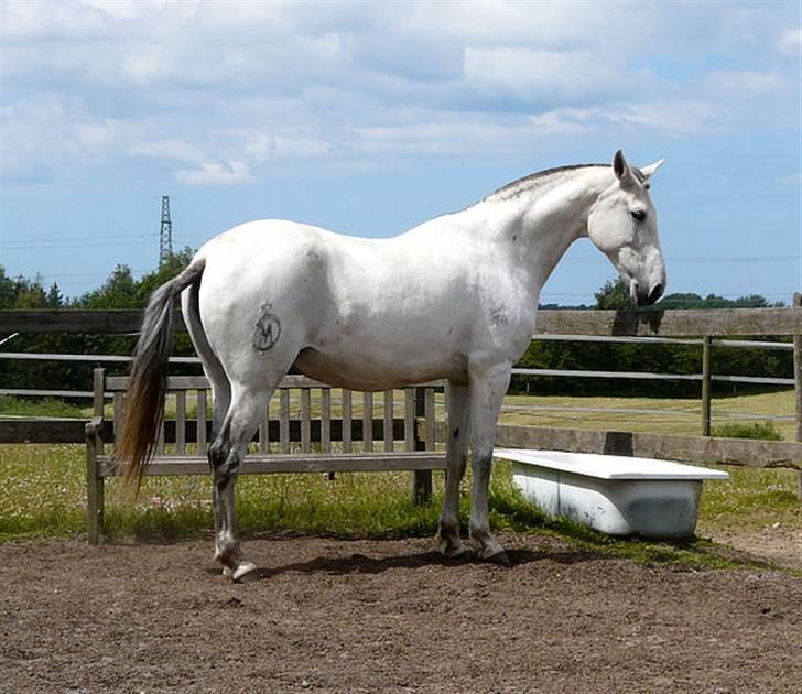 Lusitano Querida billede 12