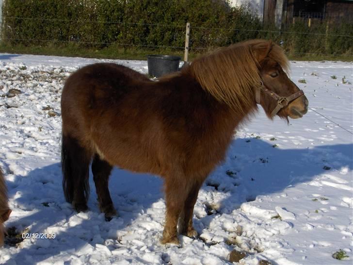 Shetlænder Samson - Februar 2009. Samson 4 år. billede 1