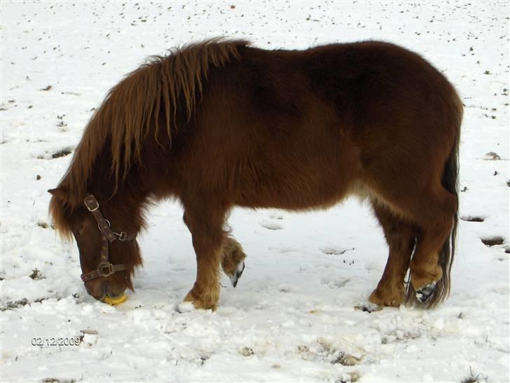 Shetlænder Samson - Februar 2009. Samson 4 år. billede 2