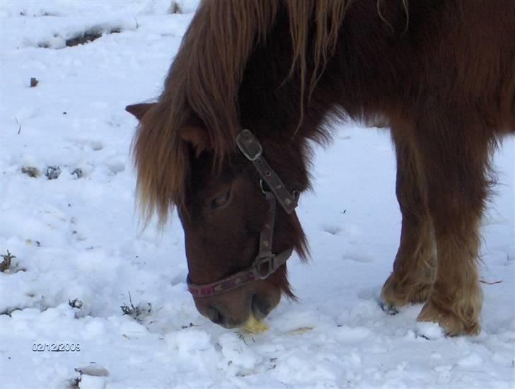 Shetlænder Samson - Februar 09. Samson 4 år. billede 3