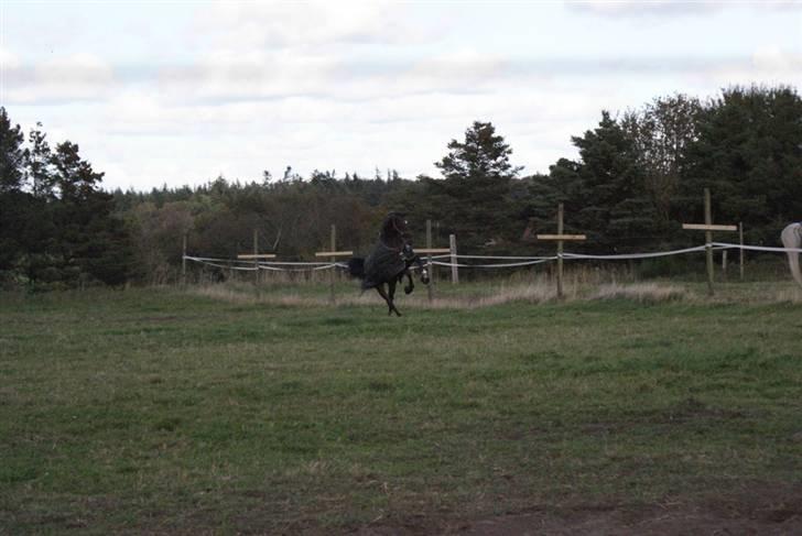 Dansk Varmblod Midt-West Di Caprio R.I.P billede 7