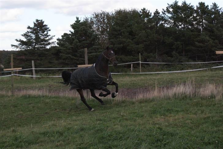 Dansk Varmblod Midt-West Di Caprio R.I.P billede 8