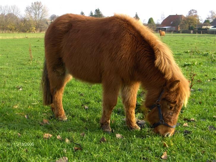 Shetlænder Samson - November 2006 da jeg liga har fået ham! 1½ år gammel. billede 4