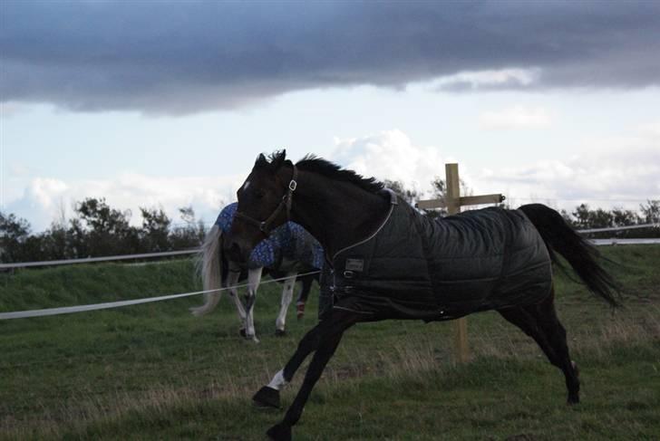 Dansk Varmblod Midt-West Di Caprio R.I.P billede 9