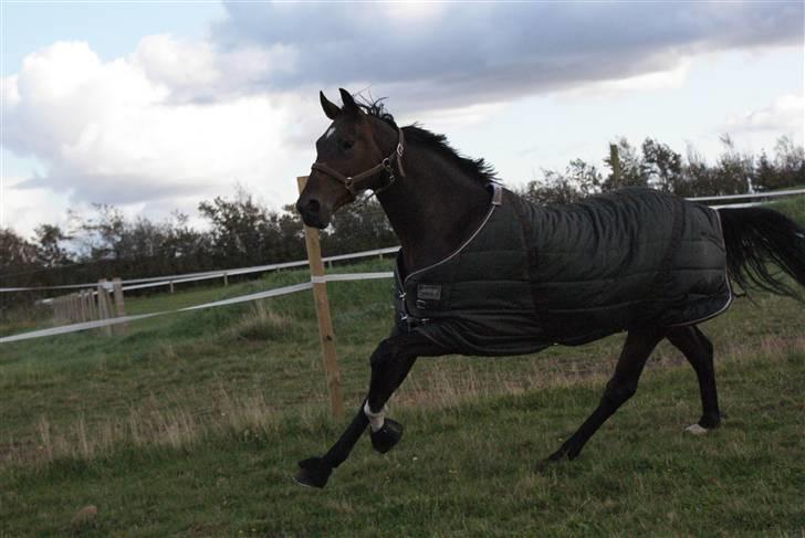 Dansk Varmblod Midt-West Di Caprio R.I.P billede 10