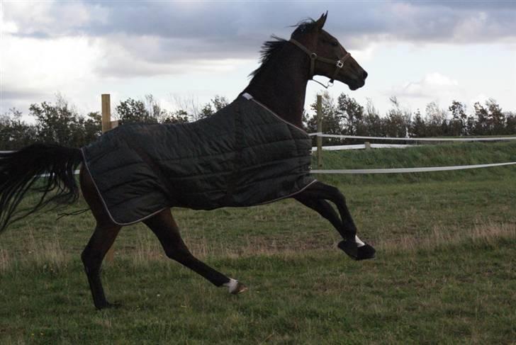 Dansk Varmblod Midt-West Di Caprio R.I.P billede 11