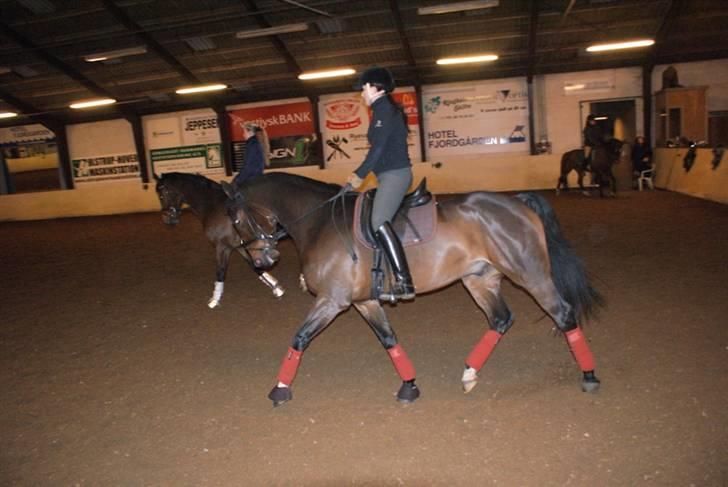 Dansk Varmblod Midt-West Di Caprio R.I.P billede 13