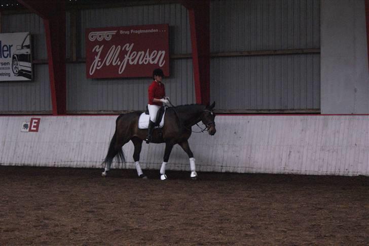 Dansk Varmblod Midt-West Di Caprio R.I.P billede 14