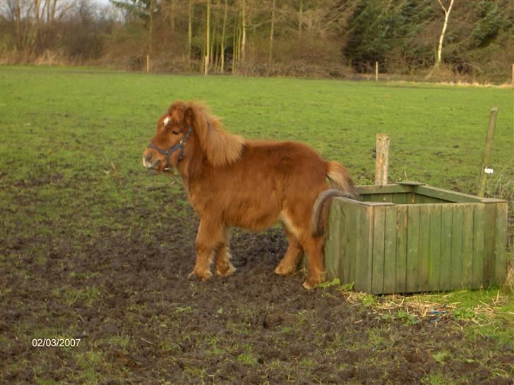 Shetlænder Samson - Februar 2007. Samson 2 år. billede 6