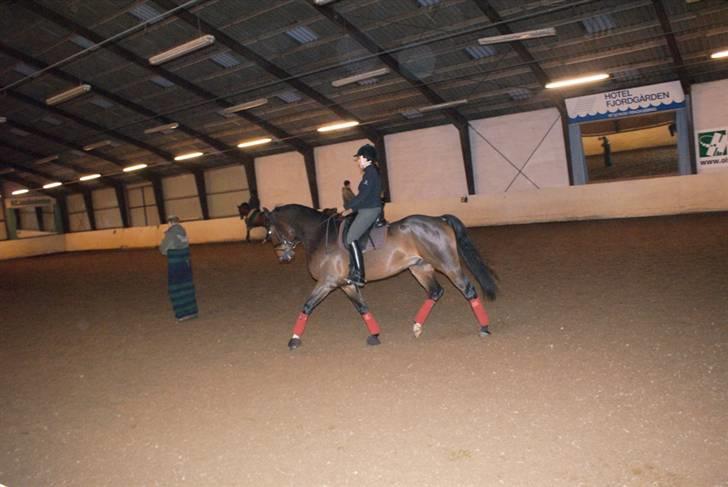 Dansk Varmblod Midt-West Di Caprio R.I.P billede 15