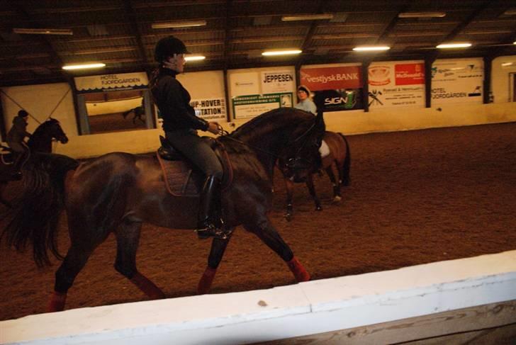 Dansk Varmblod Midt-West Di Caprio R.I.P billede 16