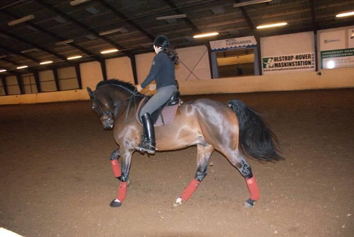 Dansk Varmblod Midt-West Di Caprio R.I.P billede 17