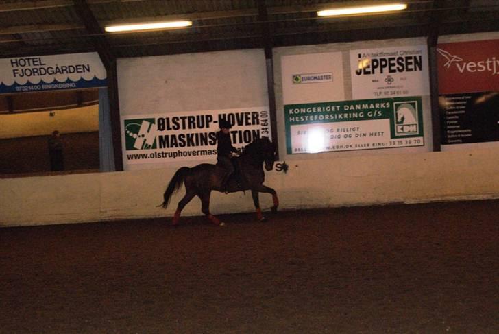 Dansk Varmblod Midt-West Di Caprio R.I.P billede 18