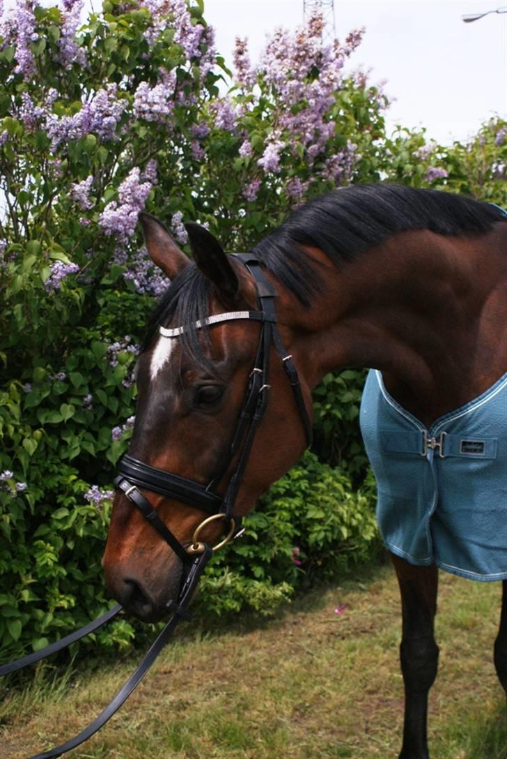 Dansk Varmblod Midt-West Di Caprio R.I.P billede 19