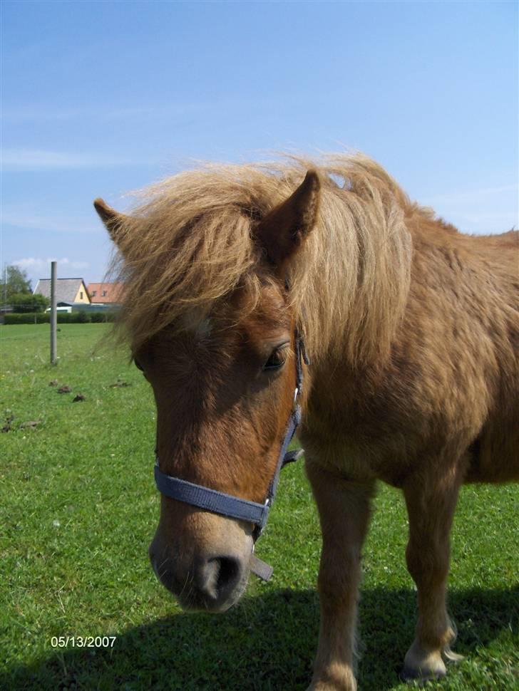 Shetlænder Samson - Maj 2007. Samson 2 år. billede 7