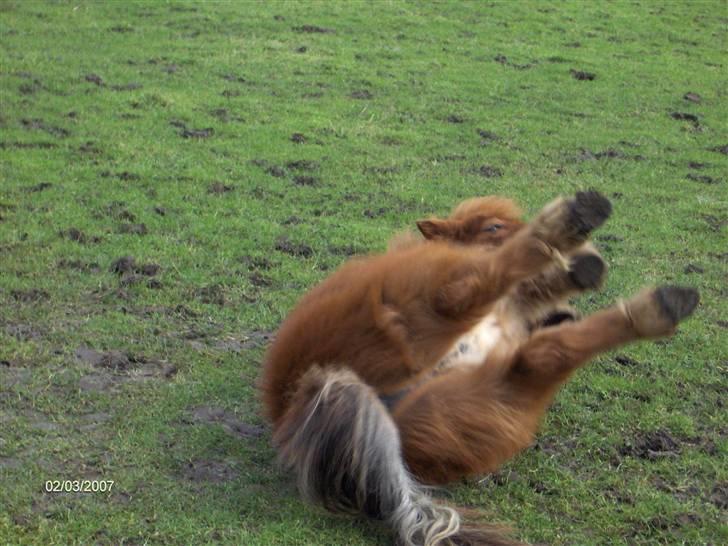 Shetlænder Samson - Februar 2007. Samson 2 år. billede 8