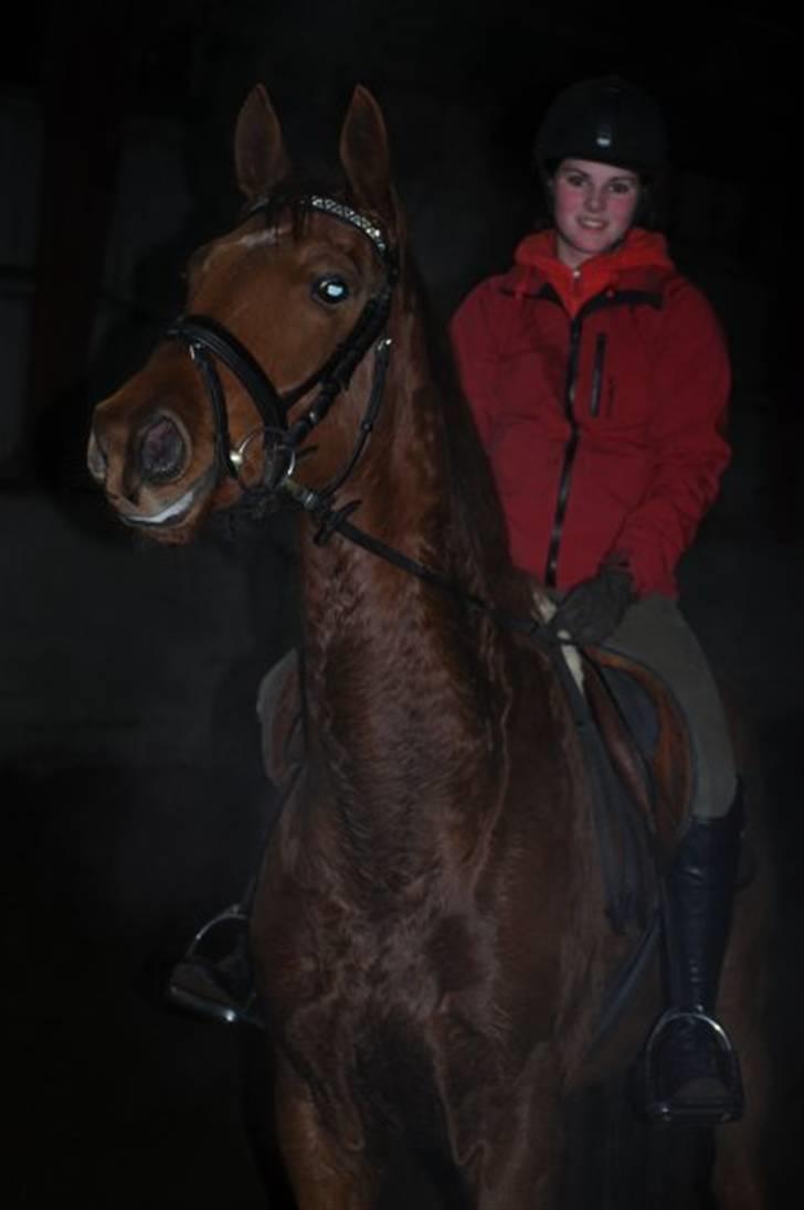 Dansk Varmblod F.A Royal <3 billede 1