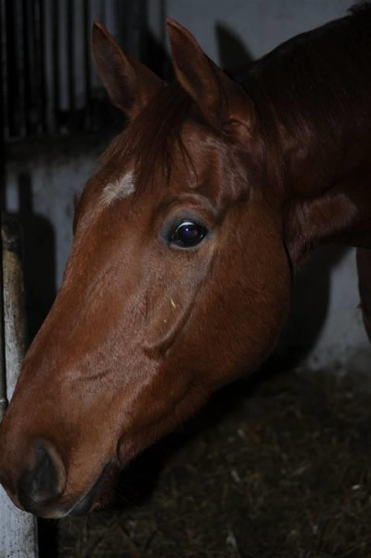 Dansk Varmblod F.A Royal <3 billede 2