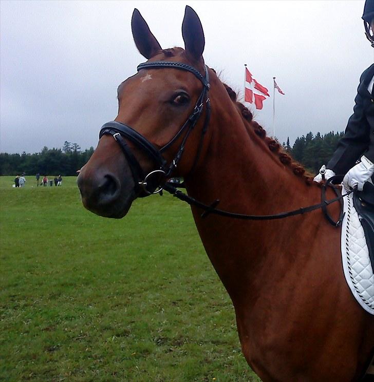 Dansk Varmblod F.A Royal <3 billede 3