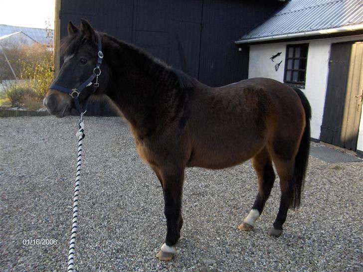 DSP Bente AFLIVET marts 2011 - Januar 2006. Bente 29 år. billede 1