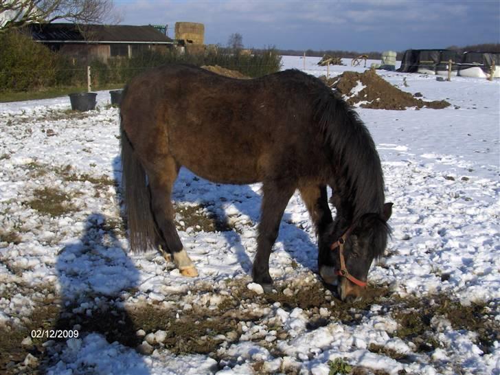 DSP Bente AFLIVET marts 2011 - Februar 2009. Bente 31 år. billede 2