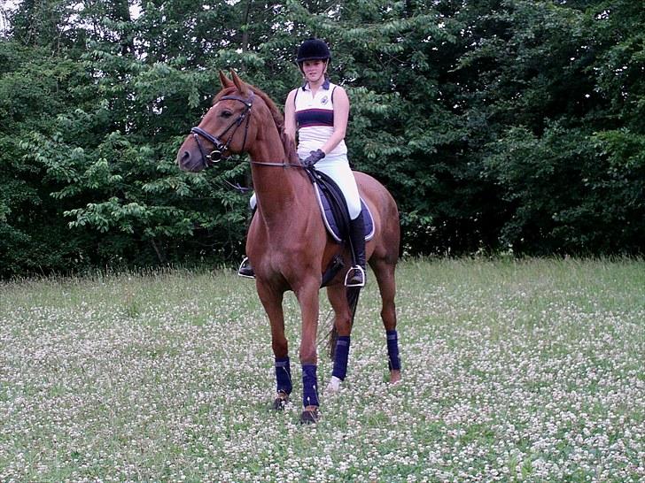 Dansk Varmblod F.A Royal <3 billede 4