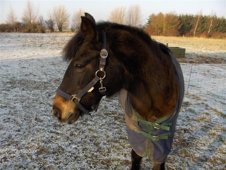 DSP Bente AFLIVET marts 2011 - Januar 2006. Bente 29 år. billede 3