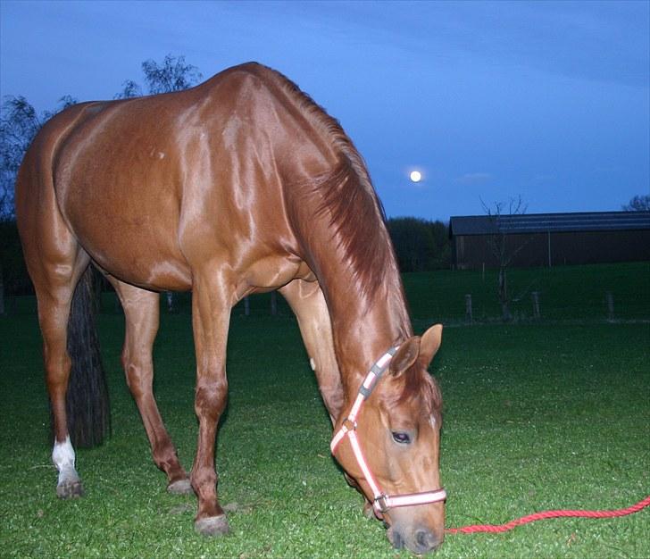 Dansk Varmblod F.A Royal <3 billede 5