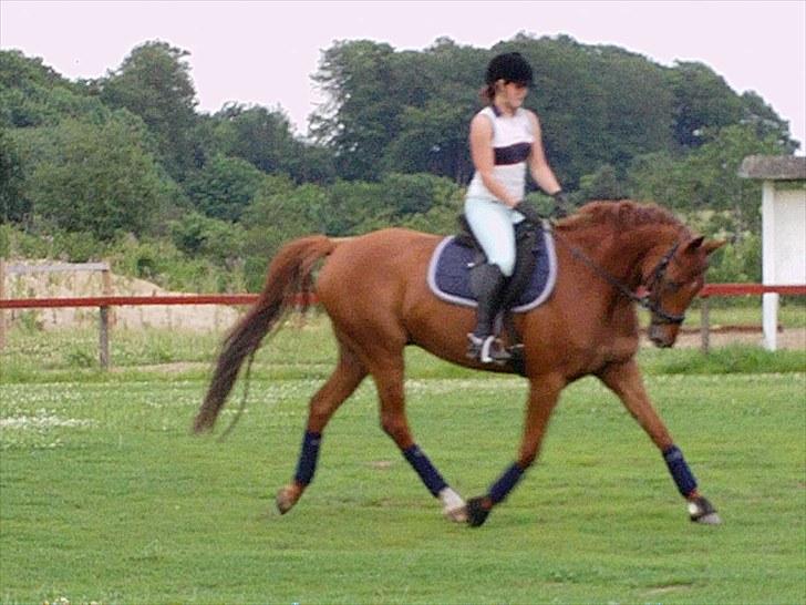 Dansk Varmblod F.A Royal <3 billede 6