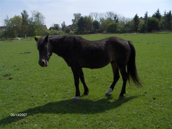 DSP Bente AFLIVET marts 2011 - Maj 2007. Bente 30 år. billede 4