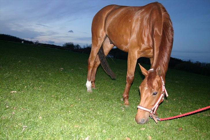 Dansk Varmblod F.A Royal <3 billede 7