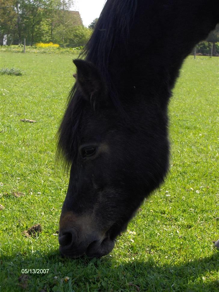 DSP Bente AFLIVET marts 2011 - Maj 2007. Bente 30 år. billede 5