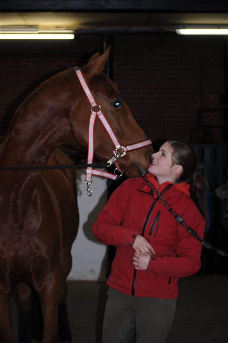 Dansk Varmblod F.A Royal <3 billede 8