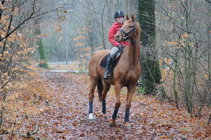 Dansk Varmblod F.A Royal <3 billede 9