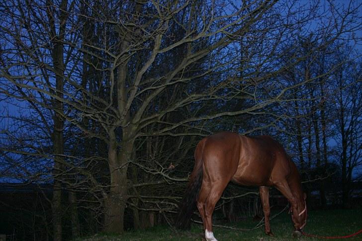 Dansk Varmblod F.A Royal <3 billede 10