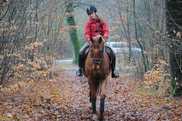 Dansk Varmblod F.A Royal <3 billede 11