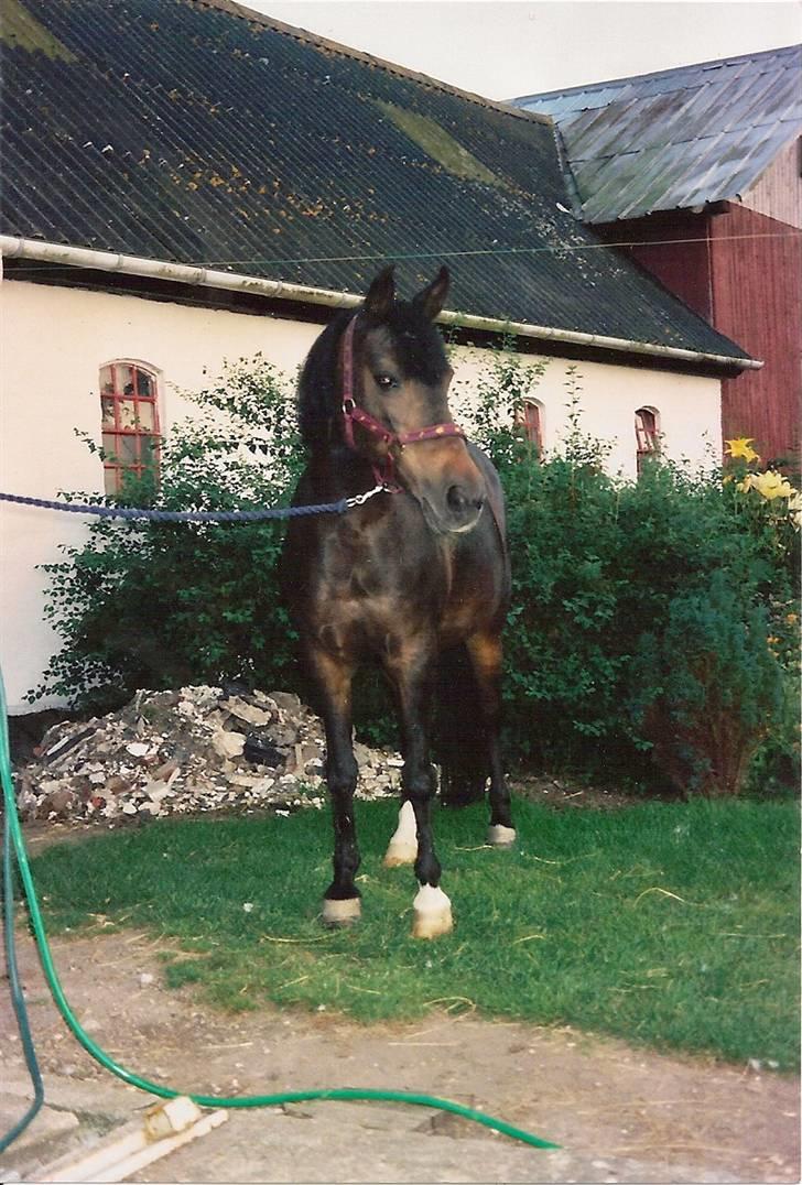 DSP Bente AFLIVET marts 2011 - Bente som 27 årig. billede 7