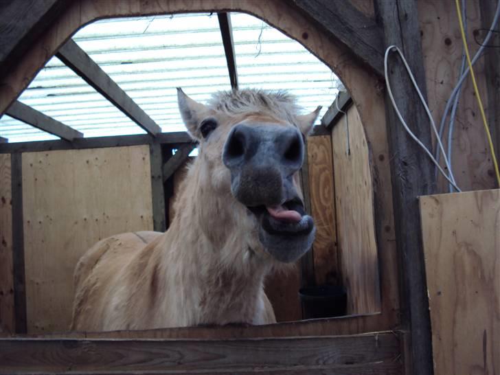 Fjordhest Nobelis Fjordlyst - "Jamen jeg er bare så træææææææt idag!" billede 18