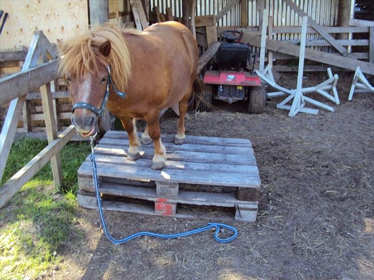 Shetlænder Skovvangens Ofelia - Oppe og stå med hele kroppen på 2 paller! Det er første gang hun gør det her :D <3 billede 20