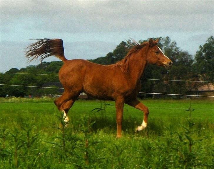 Arabisk fuldblod (OX) Flyer - d 4-12-09 billede 7