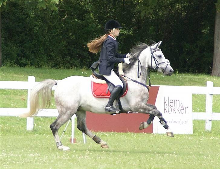 Welsh Partbred (Sec F) Myrebjergets Skywalker-A pony - Copenhagen horseshow 2009 billede 3