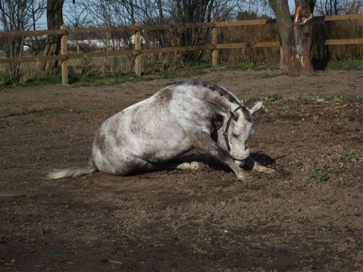 Welsh Partbred (Sec F) Myrebjergets Skywalker-A pony - Folden billede 4