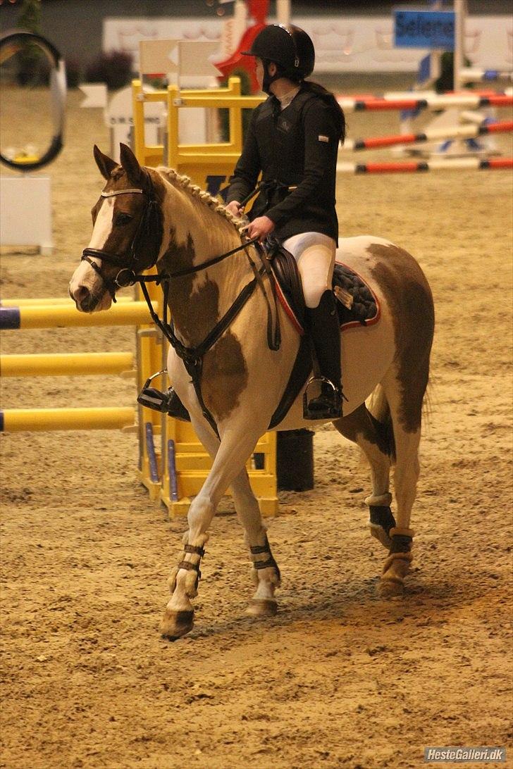 Pinto Sally - DCS Warm Up 2010 (:Foto: anne krogh billede 11