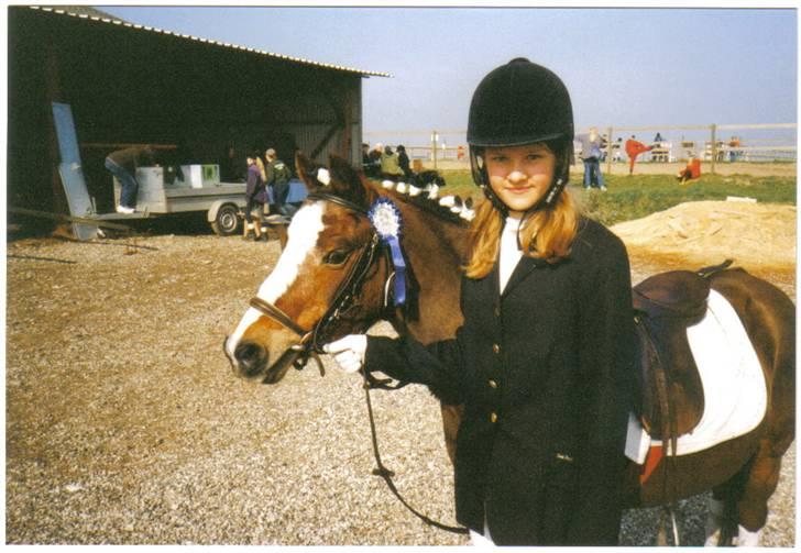 Welsh Mountain (sec A) Dizzy billede 1